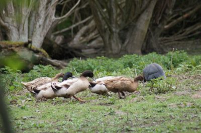 Ducks in a field