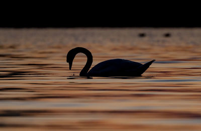 Close-up of duck swimming in lake