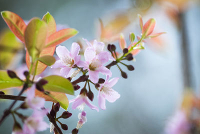 Close-up of wet cherry blossom flowers