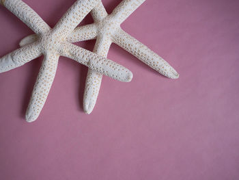 High angle view of pink petals on white background