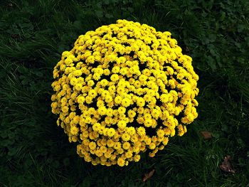 High angle view of yellow flowers blooming outdoors