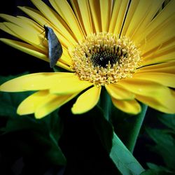 Close-up of yellow flowers