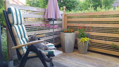 Close-up of wooden plant in backyard