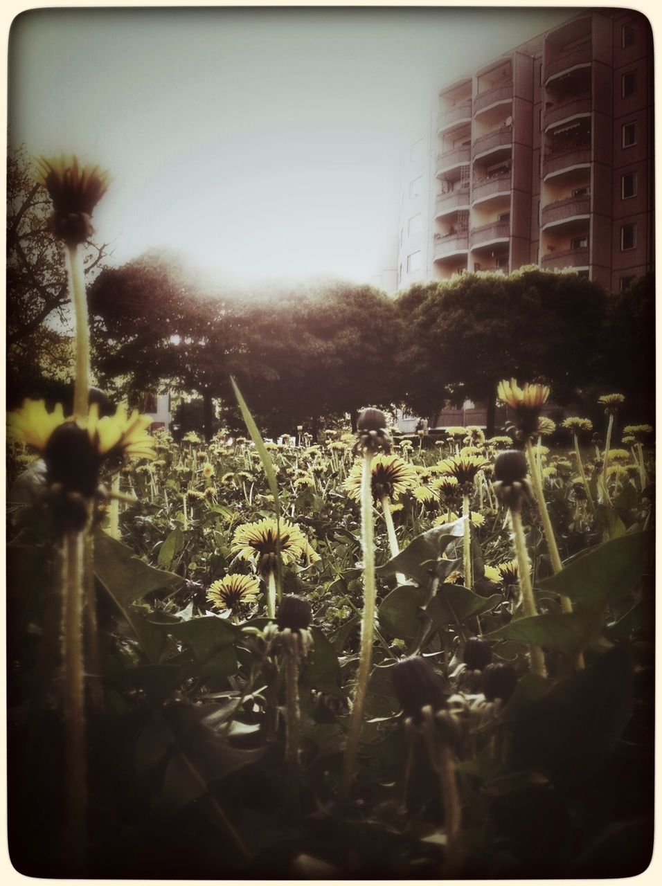 transfer print, flower, growth, auto post production filter, building exterior, plant, built structure, architecture, freshness, nature, yellow, clear sky, fragility, field, outdoors, sky, day, no people, beauty in nature, sunlight