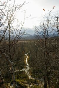 View of bird in a forest