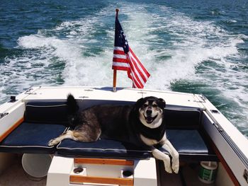 Dog relaxing on yacht seat sailing in sea