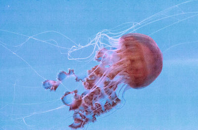 Close-up of jellyfish swimming in sea