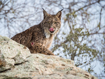 Low angle portrait of iberian lynx sitting on rock at donana national park