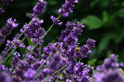 Close-up of purple flowering plants