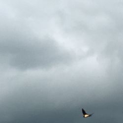 Bird flying over sea