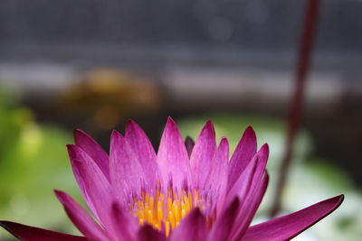 Close-up of pink water lily