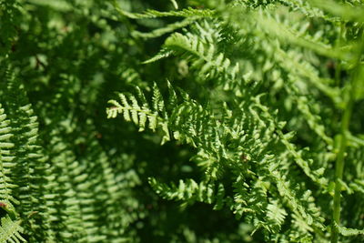 Close-up of fern leaves