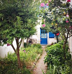 Plants and trees in park