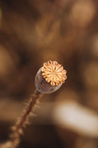 Close-up of wilted flower