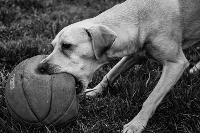 Close-up of dog on field