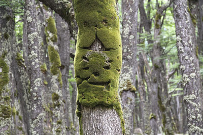 Close-up of lizard on tree trunk in forest