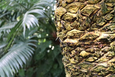 Close-up of tree trunk