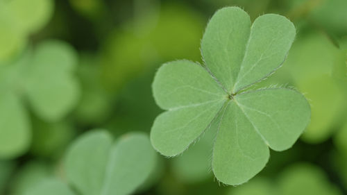 Close-up of green leaves