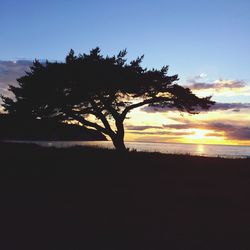 Silhouette of trees at sunset