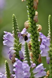 Close-up of bee in plant