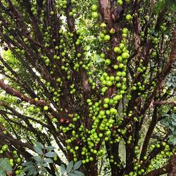 Full frame shot of tree