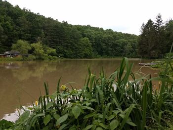 Scenic view of lake and trees against sky