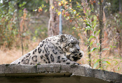 View of a cat on land