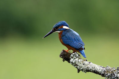 Male kingfisher catching fish from a moss covered perch