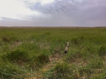 View of sheep on field