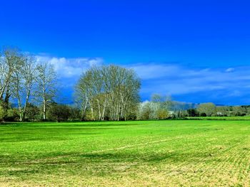 Trees on field against blue sky