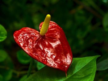 Close-up of red flower