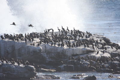 Seagulls flying over sea against sky