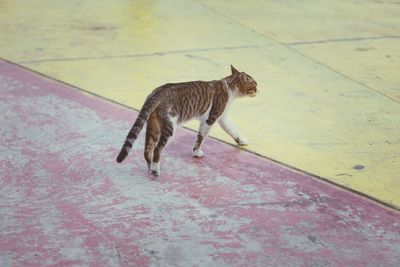 High angle view of a cat walking