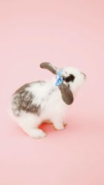 High angle view of rabbit on pink background