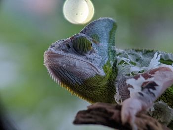 Reptile Iguana