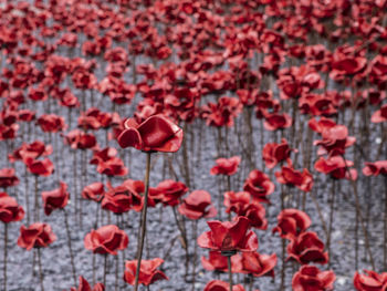 Close-up of red flowering plants during autumn