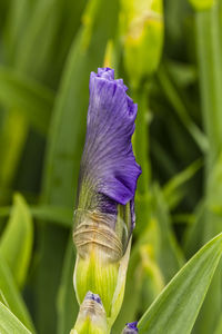 Close-up of purple iris flower