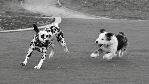 Dogs running