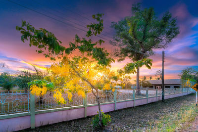 Trees by road against sky during sunset