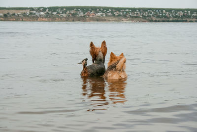 Dog running in lake