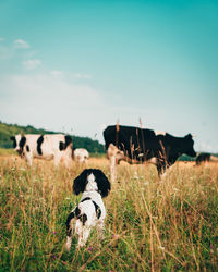 View of cows on field against sky