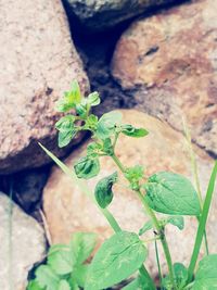 High angle view of plant on rock