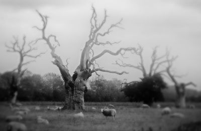 Bare trees on landscape