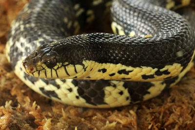 Close-up of lizard