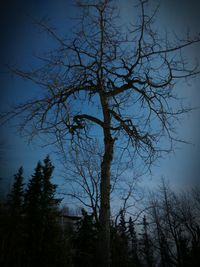 Low angle view of bare tree against sky