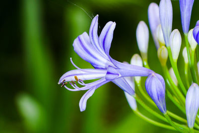 Close-up of purple flowering plant