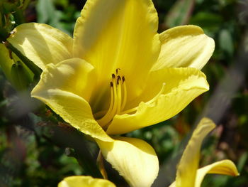 Close-up of yellow day lily blooming outdoors