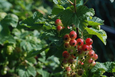 Close-up of red berries growing on plant