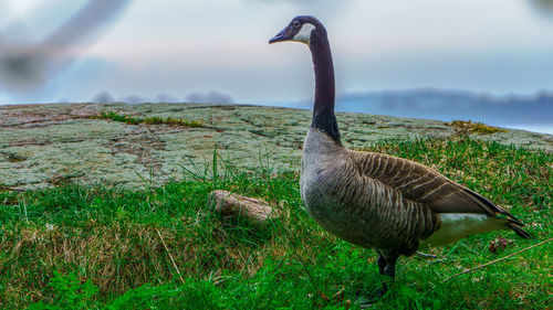 Bird in a field