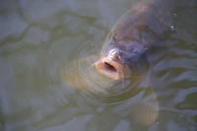 Close-up of fish swimming in lake